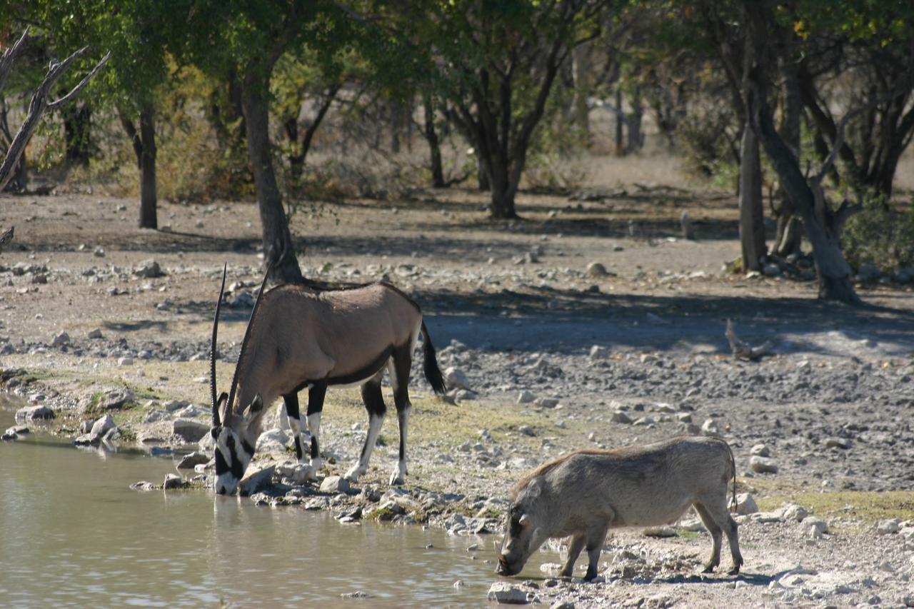 La Rochelle Lodge Okaukuejo Luaran gambar